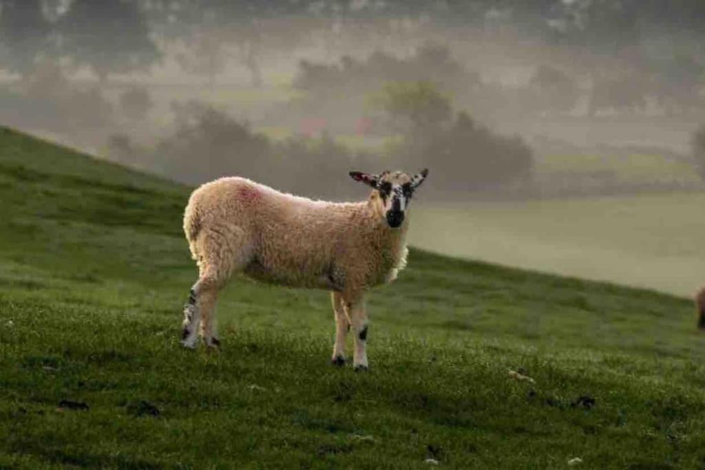 אינגלטון Ingledale Apartment, Ingleton, Yorkshire Dales National Park, Famous Three Peaks, Near The Lake District, Pets Are Welcome מראה חיצוני תמונה